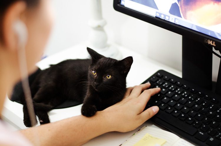 person researching on the computer with black kitten on desk - center