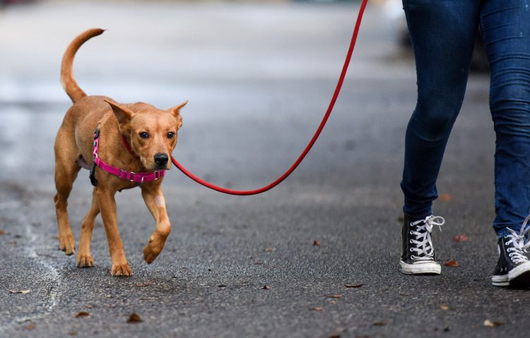 person walking small brown mutt on street - mental health