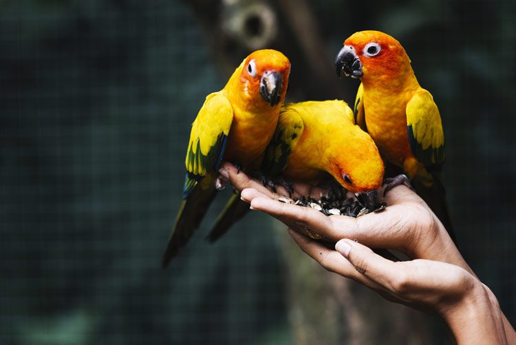 woman's hands holding three pet birds - pets