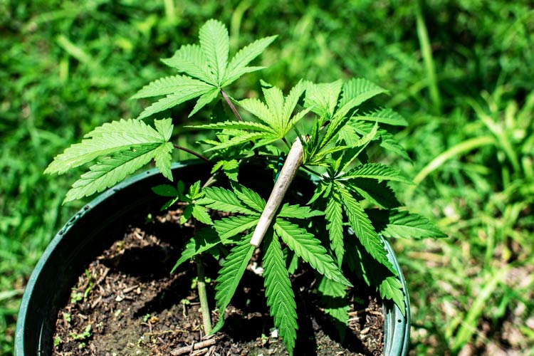 marijuana plant with joint laying on leaves