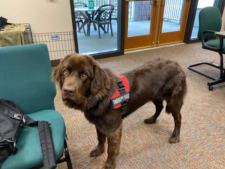 brown dog service dog therapy dog